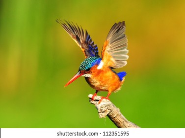 Malachite Kingfisher