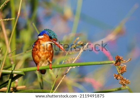 Malachite Kingfisher in South Africa