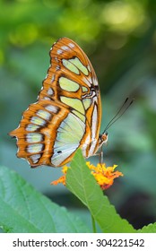 Malachite - Siproeta Stelenes