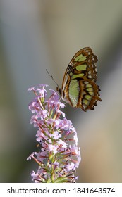 The Malachite (Siproeta stelenes) a malachite butterfly feeding on tropical pale pink flowers with a natural grey background