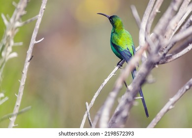 Malachite Sun Bird Perched On Dry Twiggy Branch