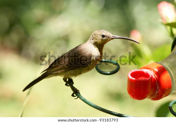 Malachite Sun Bird Sitting On Feeder Stock Photo Edit Now 93183793