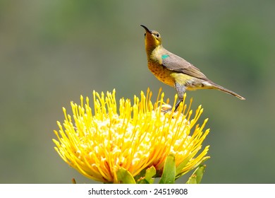 Malachite Sunbird