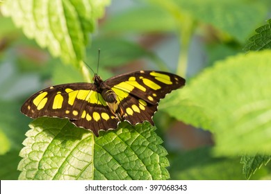 Malachitfalter (Siproeta Stelenes)