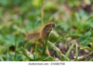 Malacosoma Castrense Castrensis Ground Lackey Lasiocampidae Macro Portrait