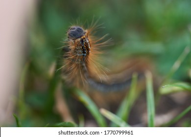 Malacosoma Castrense Castrensis Ground Lackey Lasiocampidae Macro Portrait