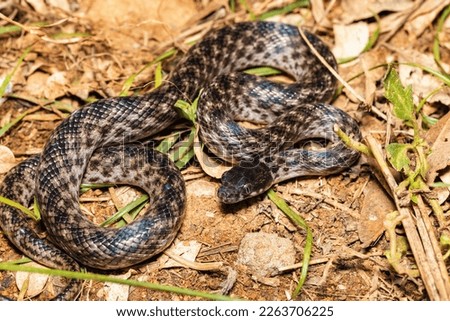 Malagasy Cat-eyed Snake, Madagascarophis colubrinus is a species of snake of the family Pseudoxyrhophiidae, nocturnal snake, Miandrivazo, Madagascar wildlife animal
