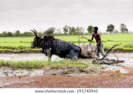 Malagasy farmers plowing agricultural field in traditional way where a plow is attached to bulls, Madagascar