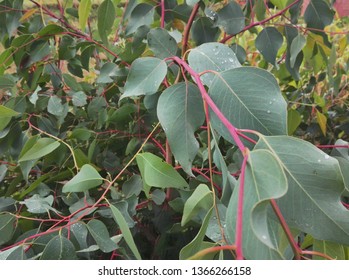 Malagasy White Leave Cinchona Tree, Use To Make Quinine Beverage