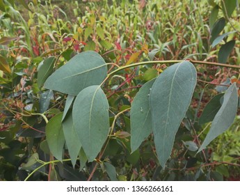 Malagasy White Leave Cinchona Tree, Use To Make Quinine Beverage