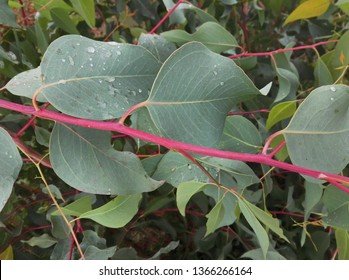 Malagasy White Leave Cinchona Tree, Use To Make Quinine Beverage