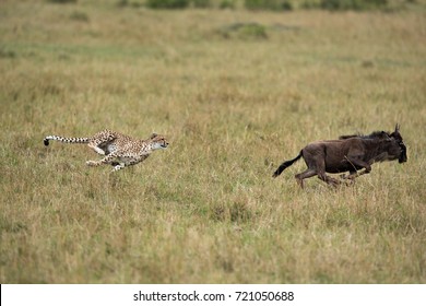 Malaika Cheeta Chasing A Wildebeest, Masai Mara