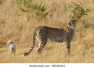 2,544 Cheetah clawing Images, Stock Photos & Vectors | Shutterstock