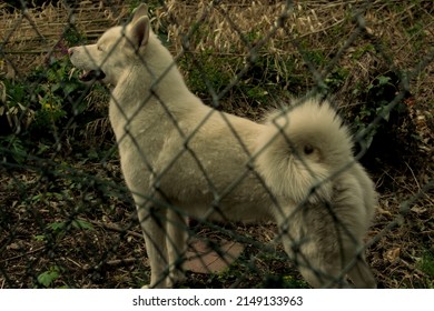 Malamut Husky Garden Pack Animal Sled Dog