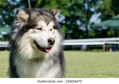 Malamute
