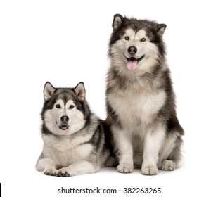 Malamute Couple Sitting And Lying Down, Sticking The Tongue Out And Looking At The Camera, Isolated On White (7 Years Old)