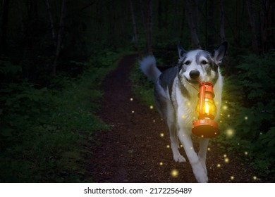 Malamute Dog Carrying A Lit Lantern In The Dark