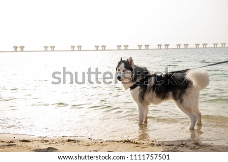 Malamute Dog On Beach Dubai Stock Photo Edit Now