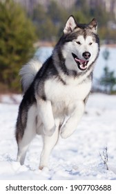 Malamute Dog Running In Winter