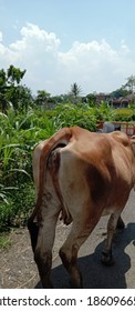 Malang. Indonesia. October 26, 2020. Brown Cows Look Back Walking In The Fields On A Sunny Morning