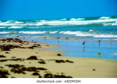 Malaquite Beach North Padre Island National Stock Photo 630299204 