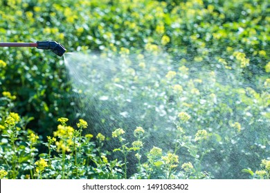 Malaria control by using insecticide, spraying on a field