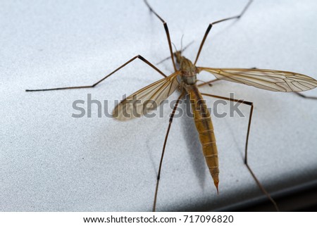 Malarial mosquito closeup