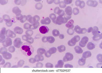 140 Gametocytes Images, Stock Photos & Vectors | Shutterstock