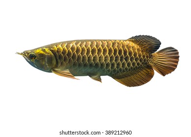 Malaysian Golden Arowana Images Stock Photos Vectors Shutterstock