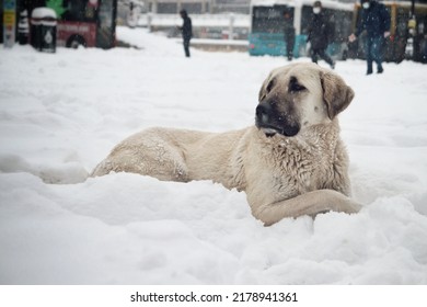 Malatya City Snow People Dog Car