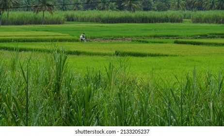 Malavalli, Mandya, Karnataka, India - November 1 2021 : Beautiful paddy field near Malavalli Karnataka. Agricultural farms in india.