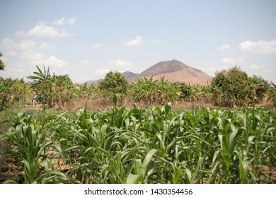 Malawi Afrika At A Farm Cornfield