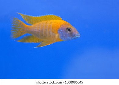 Malawi Cichlid or The electric yellow African cichlid floating in glass tank with blue background, other name is The yellow lab or electric yellow lab and Malawi Cichlid or Malawi Peacock.