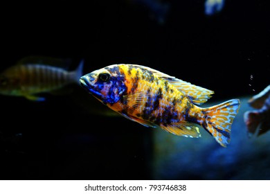 Malawi fish cichlid aquarium