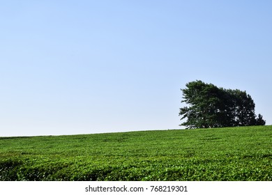 Malawi Tea Plantation