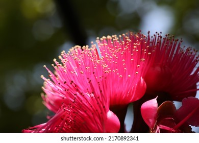 Malay Apple Tree Or Malay Rose Apple Flower Pollen.