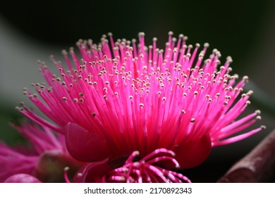 Malay Apple Tree Or Malay Rose Apple Flower Pollen.