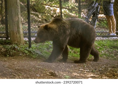 Malay bear. The smallest representative of the plantigrade. A small but very ferocious predator in Ouwehands Netherlands