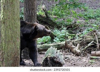 Malay bear. The smallest representative of the plantigrade. A small but very ferocious predator in Ouwehands Netherlands