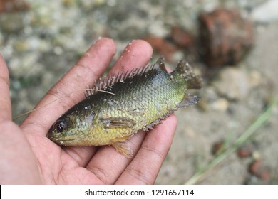 Perch fish in malay