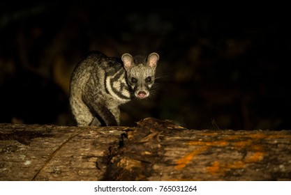 Malay Civet From Borneo 