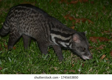 Malay Civet Searching For Food On The Grass Floor