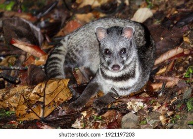 Malay Civet (Viverra Tangalunga) In Borneo, Malaysia