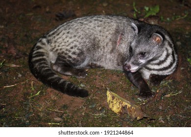 Malay Civet (Viverra Tangalunga) In Borneo, Malaysia