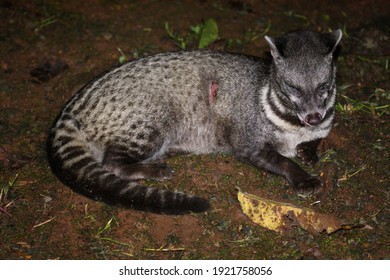 Malay Civet (Viverra Tangalunga) In Borneo, Malaysia