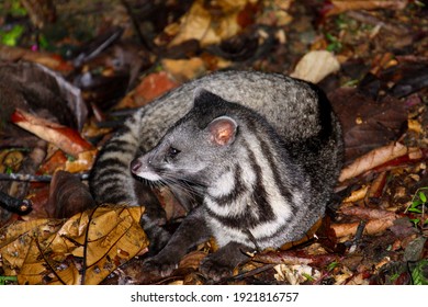 Malay Civet (Viverra Tangalunga) In Borneo, Malaysia