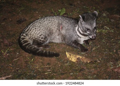 Malay Civet (Viverra Tangalunga) In Borneo, Malaysia