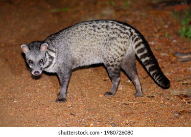 Malay Civet (Viverra Tangalunga) In Borneo, Malaysia