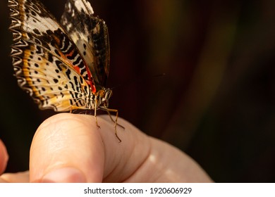 Malay Lacewing Butterfly (Cethosia Hypsea Hypsina, Cethosia Hypsea, Nymphalidae). Asian Colourful Butterfly, Red, Yellow And Black Patterned Wings. Macro Butterfly On Finger, Close Up Dark Background.