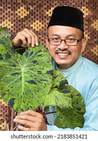 Malay Man In Baju Melayu With Beautiful Green Pattern On Mojito Elephant Ear Plant Colocasia
